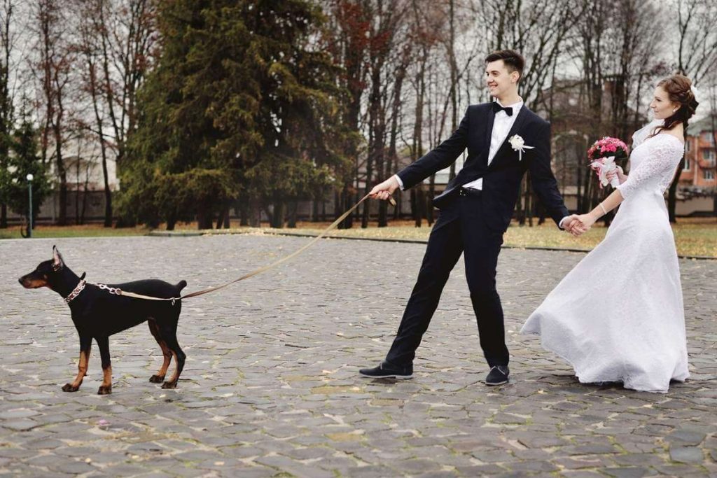 Kutyabarát esküvő szervezése